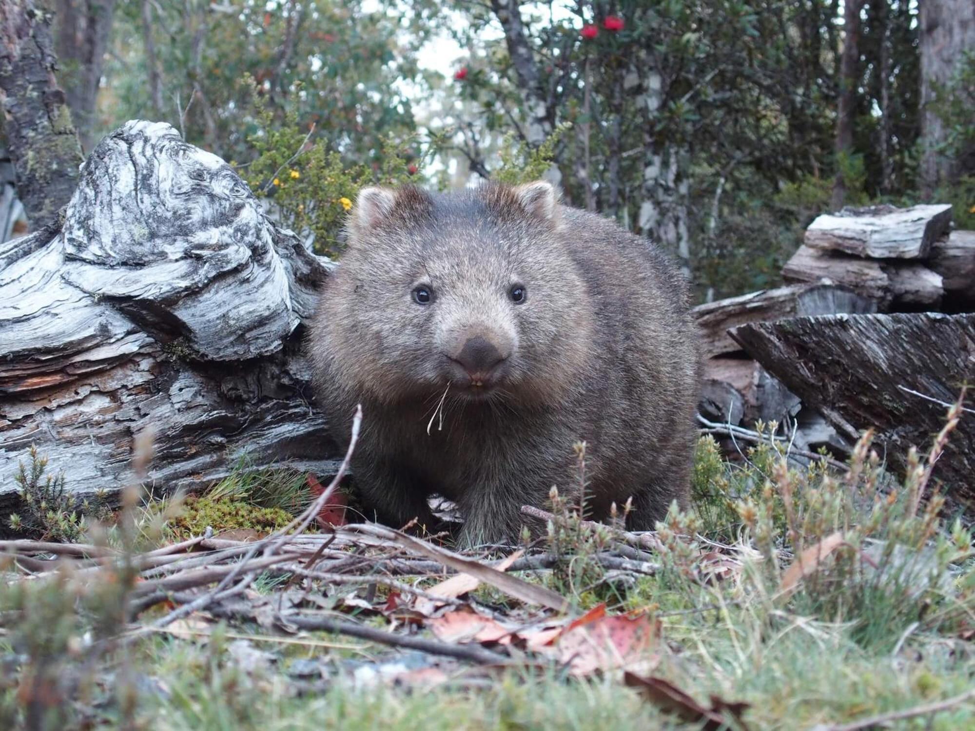 Villa Cradle Highlander Cradle Mountain Esterno foto