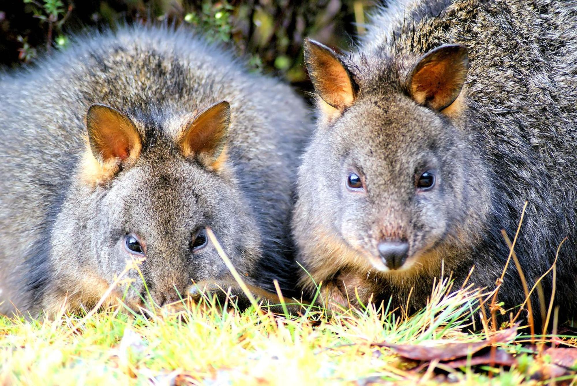 Villa Cradle Highlander Cradle Mountain Esterno foto