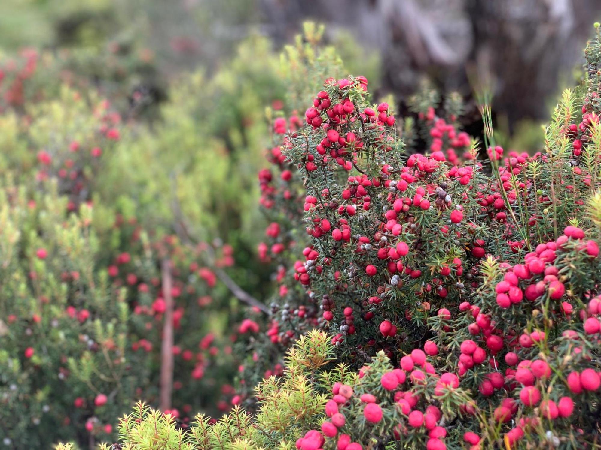 Villa Cradle Highlander Cradle Mountain Esterno foto