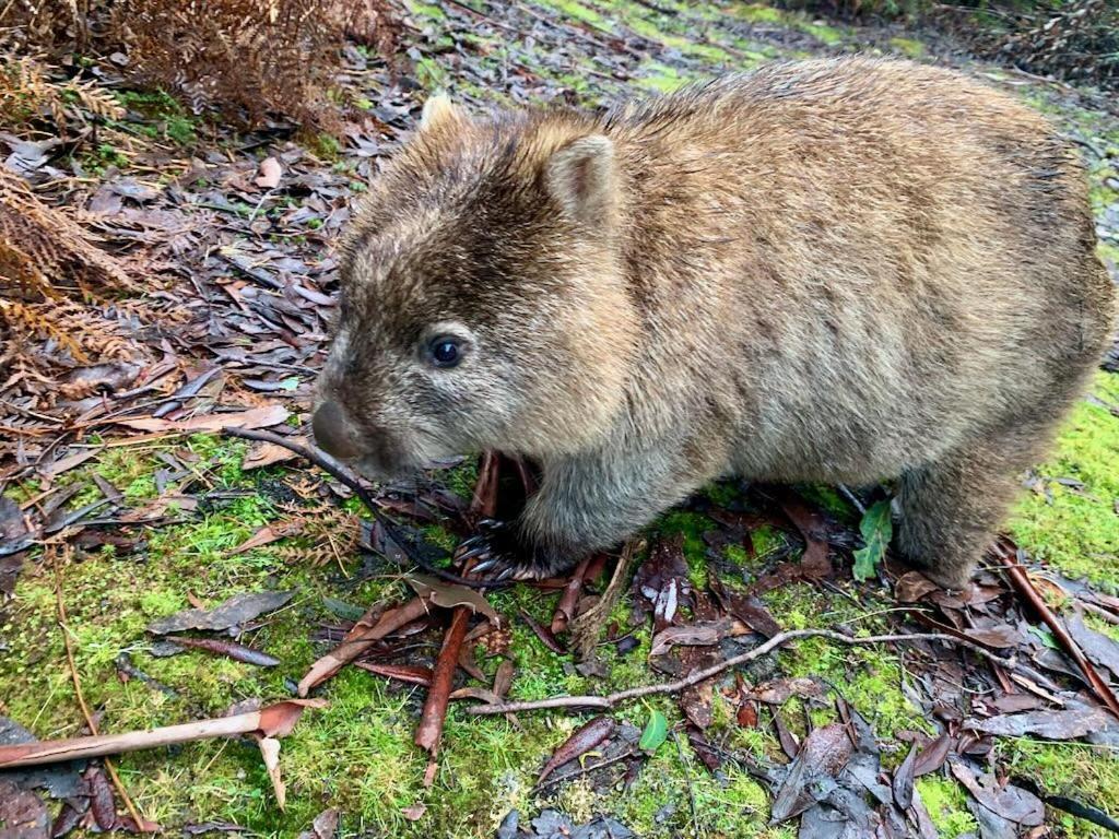 Villa Cradle Highlander Cradle Mountain Esterno foto