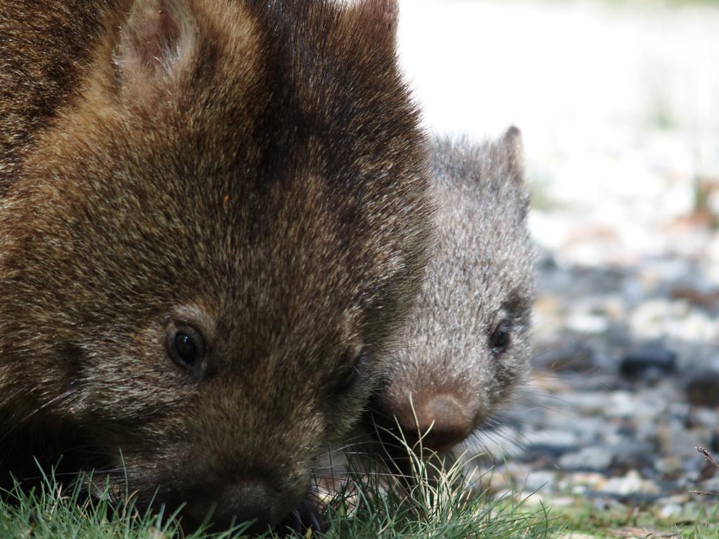 Villa Cradle Highlander Cradle Mountain Esterno foto